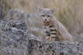 Nenápadná kočka pampová mizí spolu s jihoamerickou krajinou
