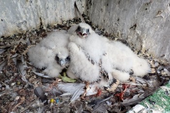 Dalších dvacet sokolích mláďat vzlétlo ze „sokolí farmy“ ČEZ