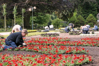Hradec rozkvete desetitisíci letničkami