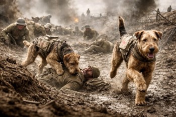 Kdy a proč se psi stali vojáky a hrdiny první linie