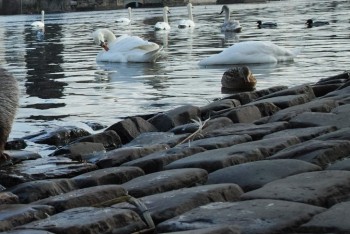 V Královéhradeckém kraji bylo potvrzeno ohnisko ptačí chřipky